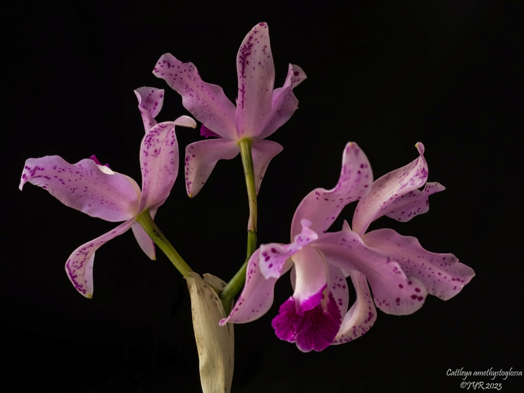 Cattleya amethystoglossa Cattle21