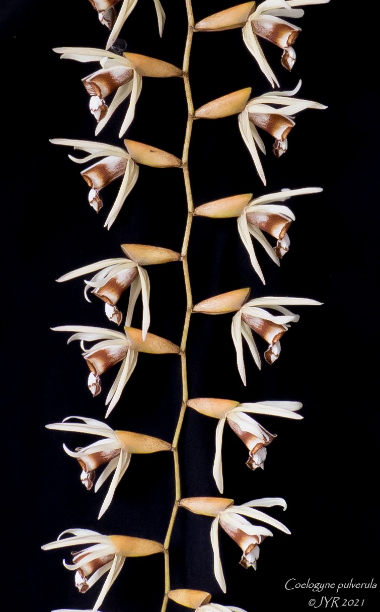 Coelogyne pulverula Coelog40