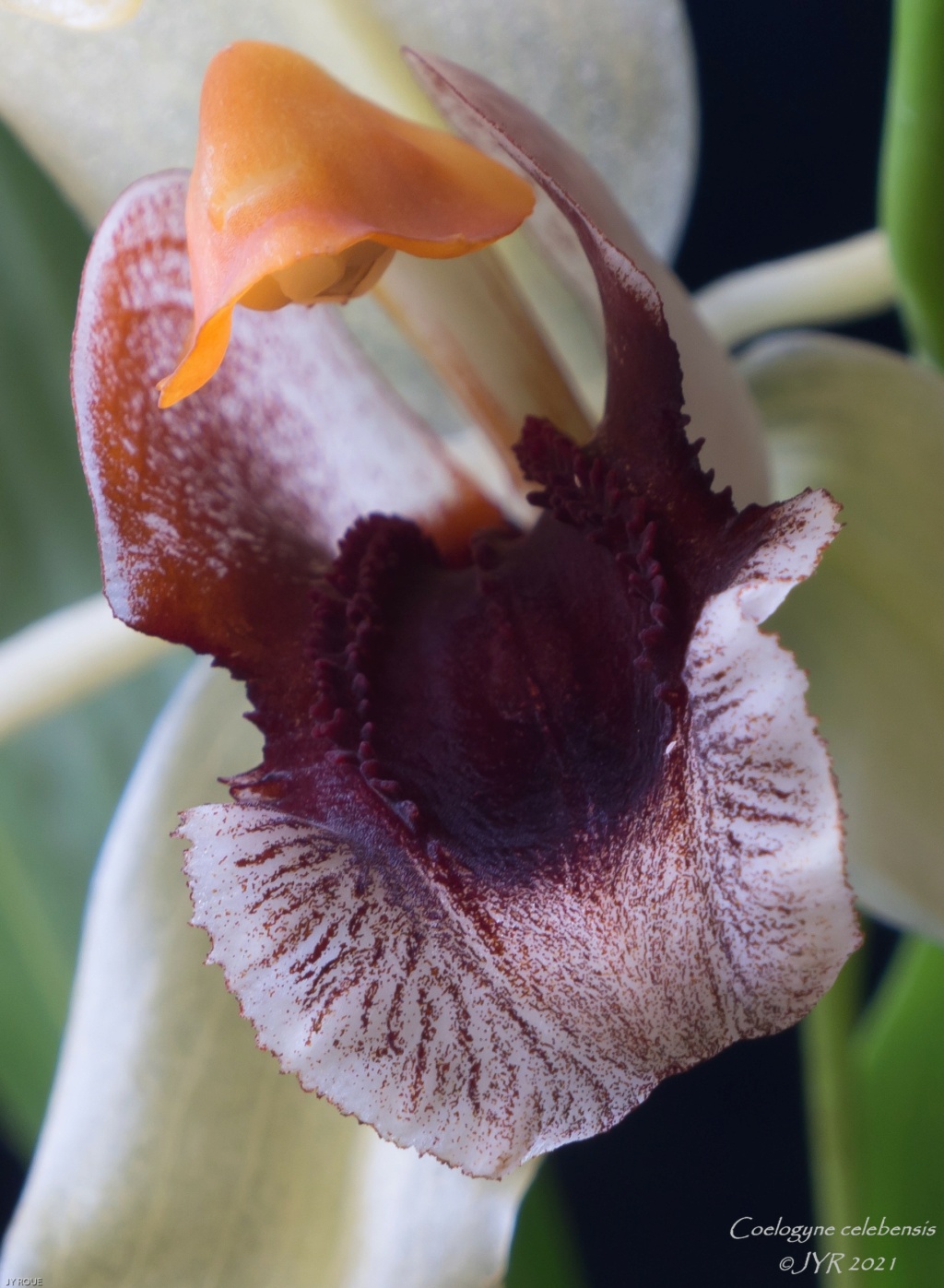 Coelogyne celebensis Coelog47