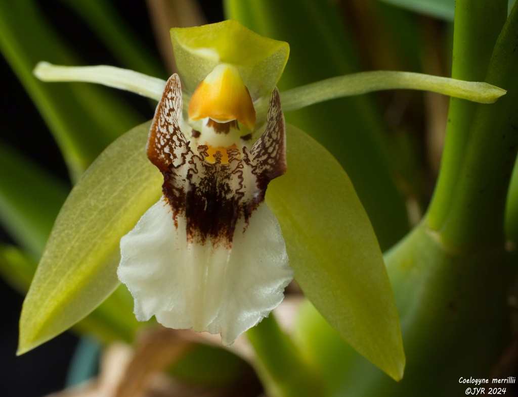 Coelogyne merrillii Coelog74