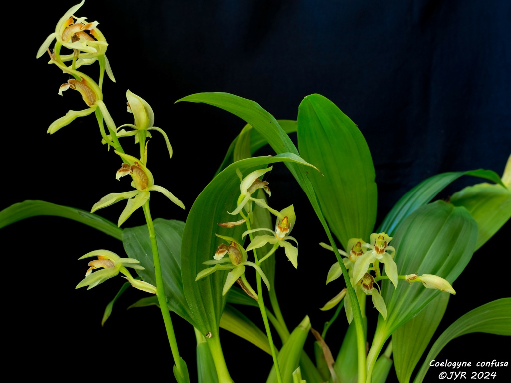 Coelogyne confusa Coelog78