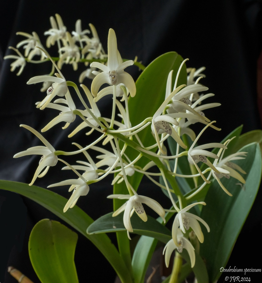 Dendrobium speciosum Dendro15