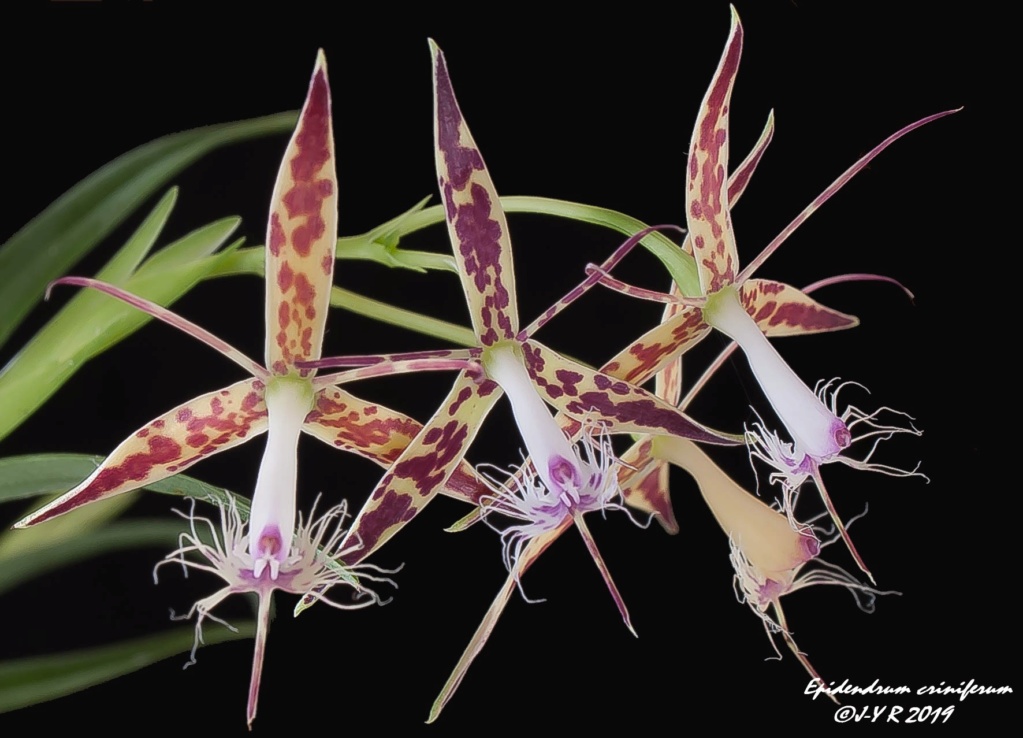 Epidendrum criniferum Epiden10