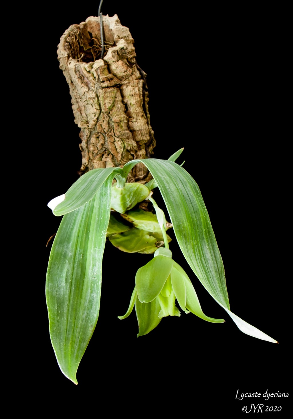 Lycaste dyeriana Lycast16