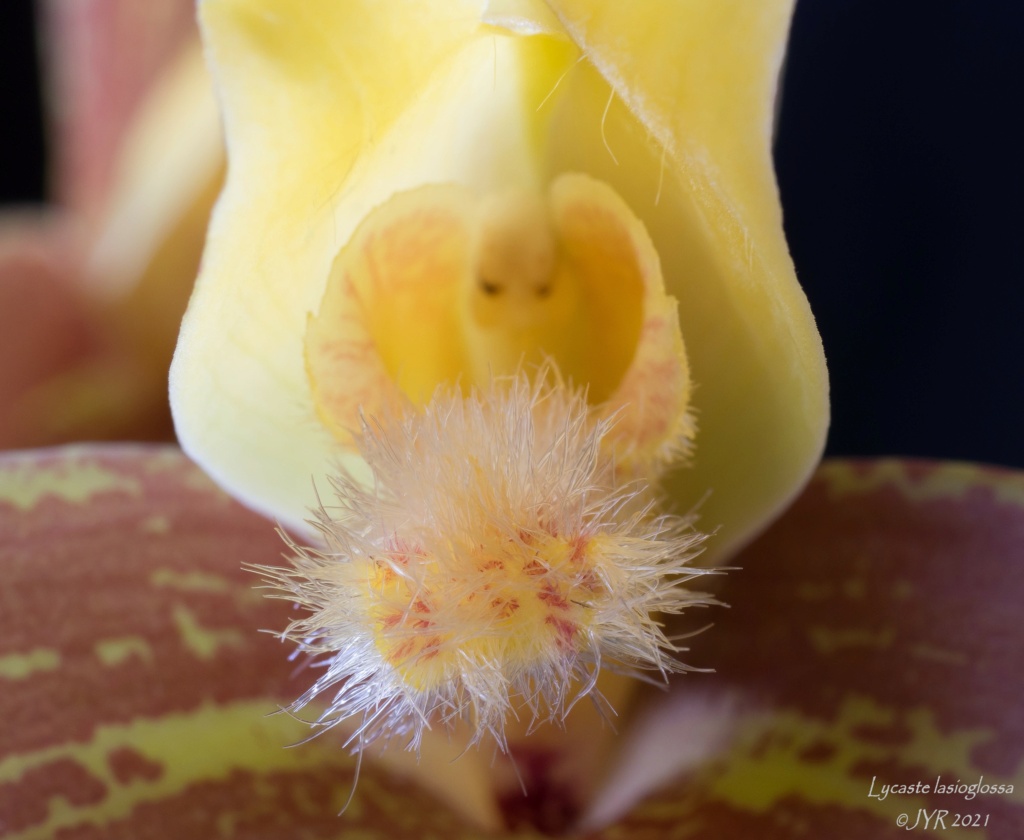 Lycaste lasioglossa   Lycast23