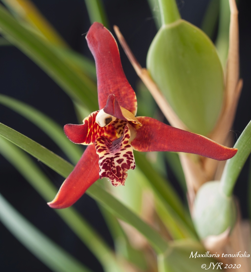 Maxillaria tenuifolia Maxill17