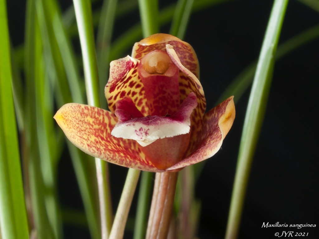 Maxillaria sanguinea