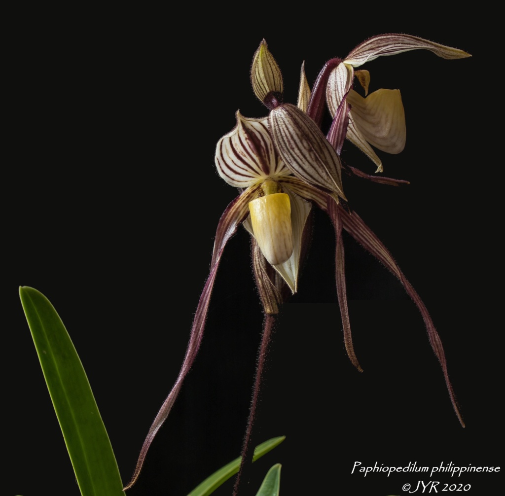 Paphiopedilum philippinense Paphio23