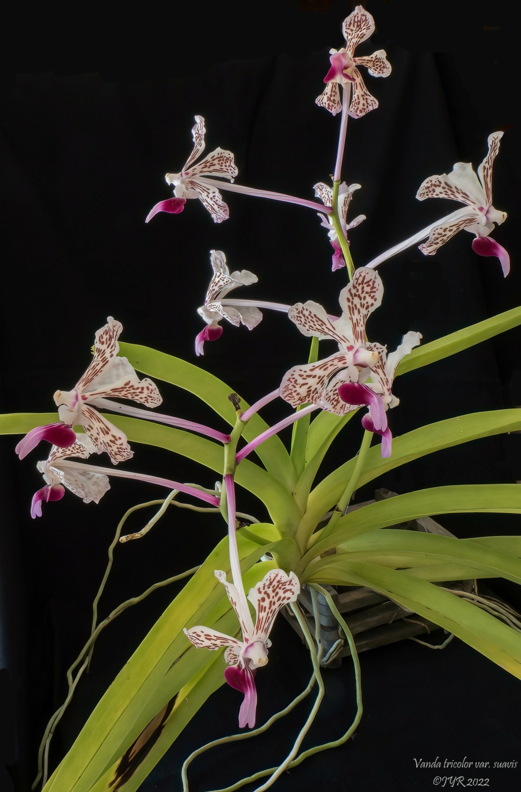 Vanda tricolor var. suavis Vanda_15