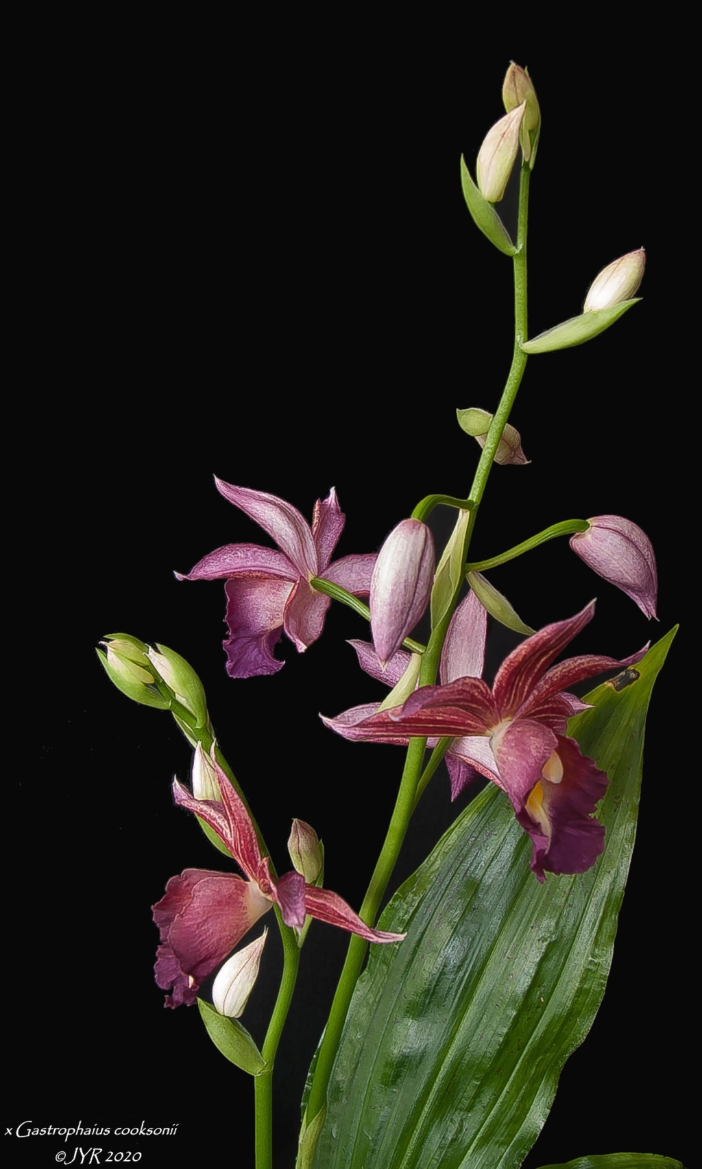 Gastrophaius Cooksoniae X_gast15
