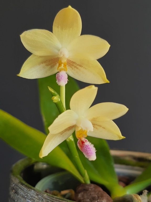 Phalaenopsis floresensis 20200621