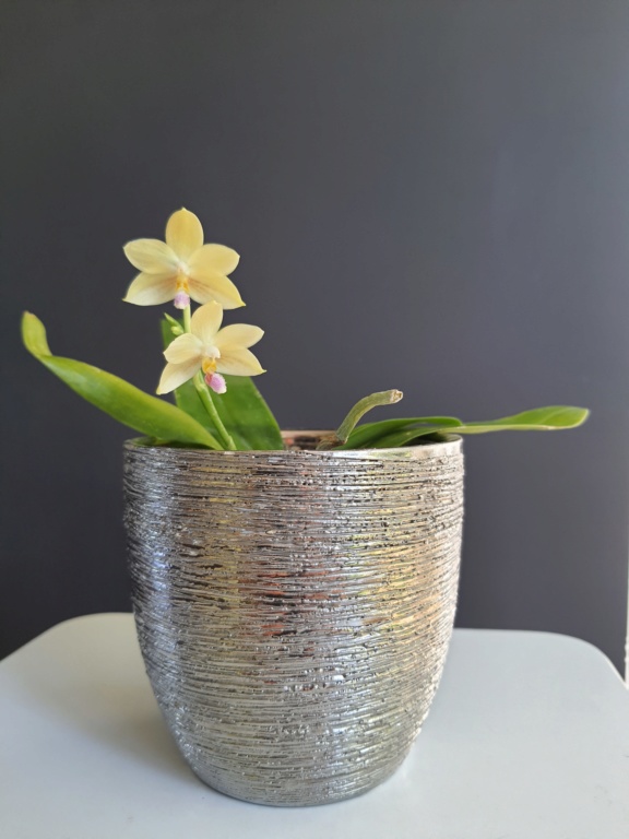 Phalaenopsis floresensis 20200622