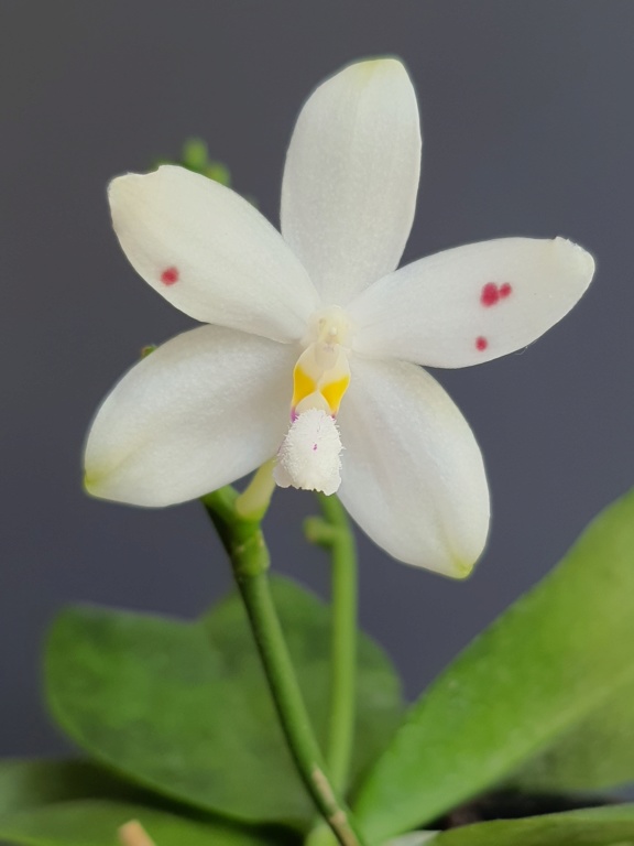 Phalaenopsis tetraspis "Spot" 20200624