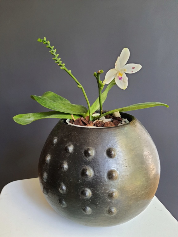 Phalaenopsis tetraspis "Spot" 20200627