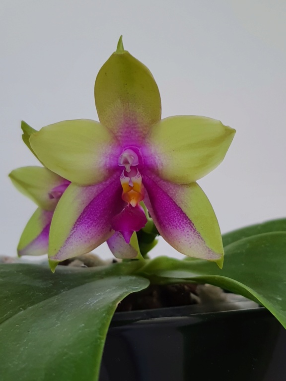 Phalaenopsis Ld Purple Bear  x bellina Ld 20200712