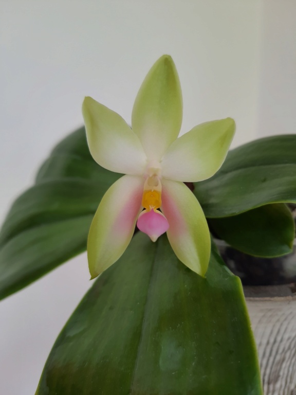 Phalaenopsis bellina 20200836