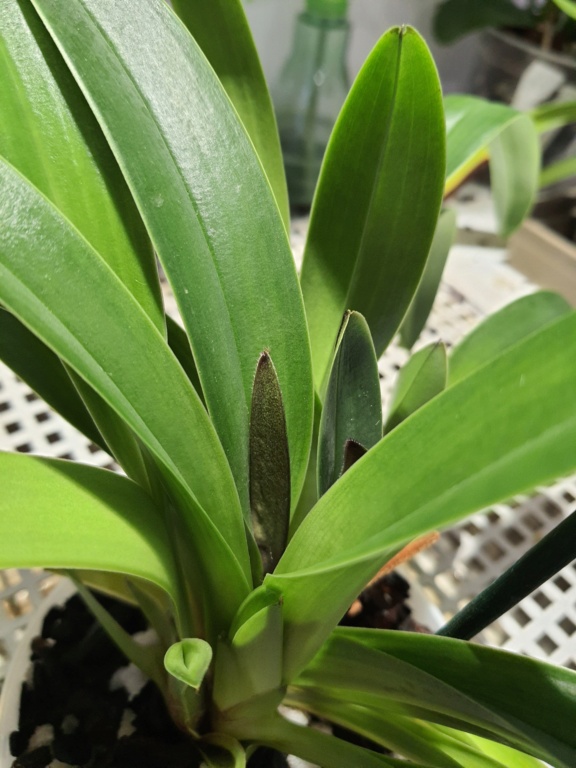 Paphiopedilum tigrinum 20210323