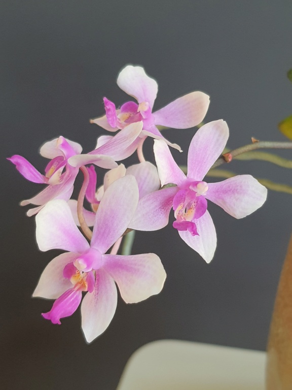 Phalaenopsis Franziska Dream , schilleriana  x wilsonii 20211111