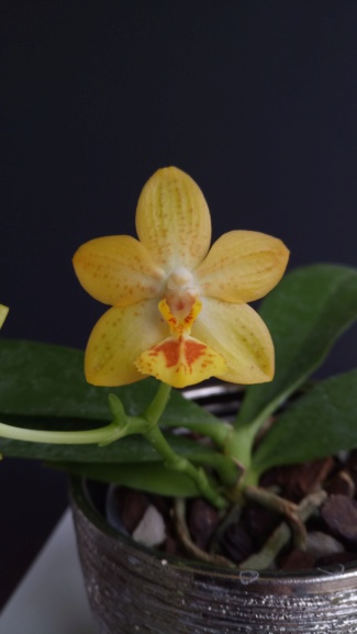 Phalaenopsis Meidarland Yellow Ribbon  Dsc_0319