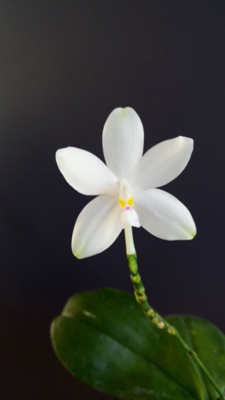 Phalaenopsis tetraspis "spots" sans spots Dsc_0329