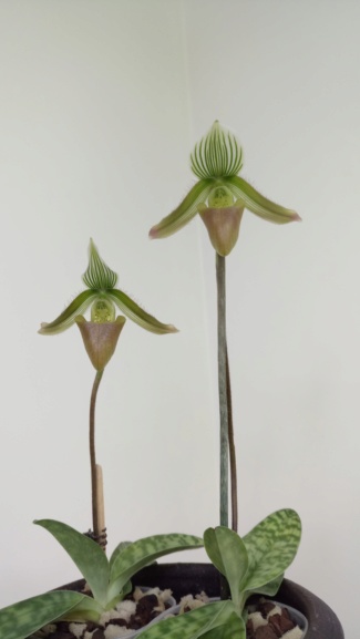 Paphiopedilum potentianum Dsc_0520