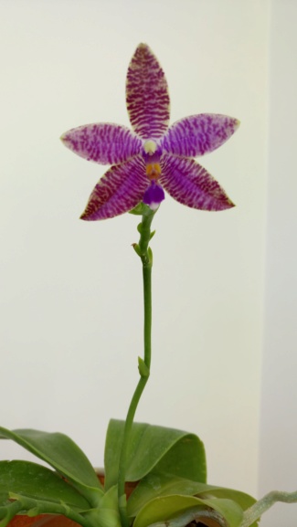Phalaenopsis Ks Blue Ludde Dsc_0527
