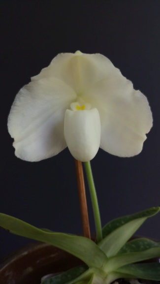 Paphiopedilum godefroyae var leucochilum alba Dsc_0635