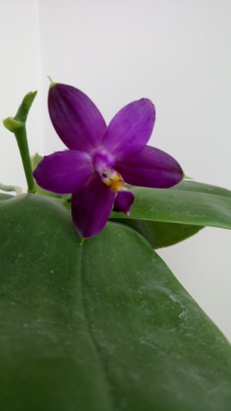 Phalaenopsis violacea f. coerulea (étiqueté indigo Super Blue) Dsc_1419