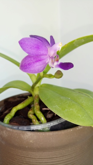 Phalaenopsis Purple Martin Dsc_1521