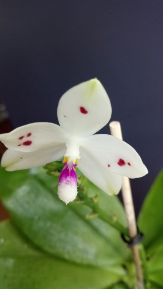 Phalaenopsis tetraspis "spots"  Dsc_1622