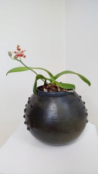 Phalaenopsis maculata Dsc_1722