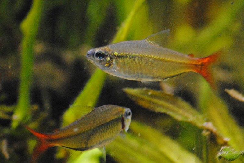 Quelles plantes pour un bac de Pterophyllum? 113