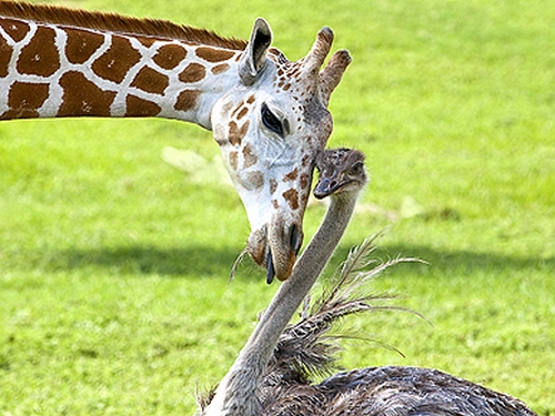 Ljubav medju zivotinjama... - Page 2 Giraff17