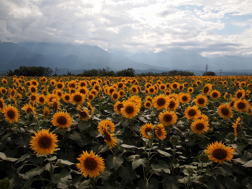 Suncokreti-sunflowers Sunflo68