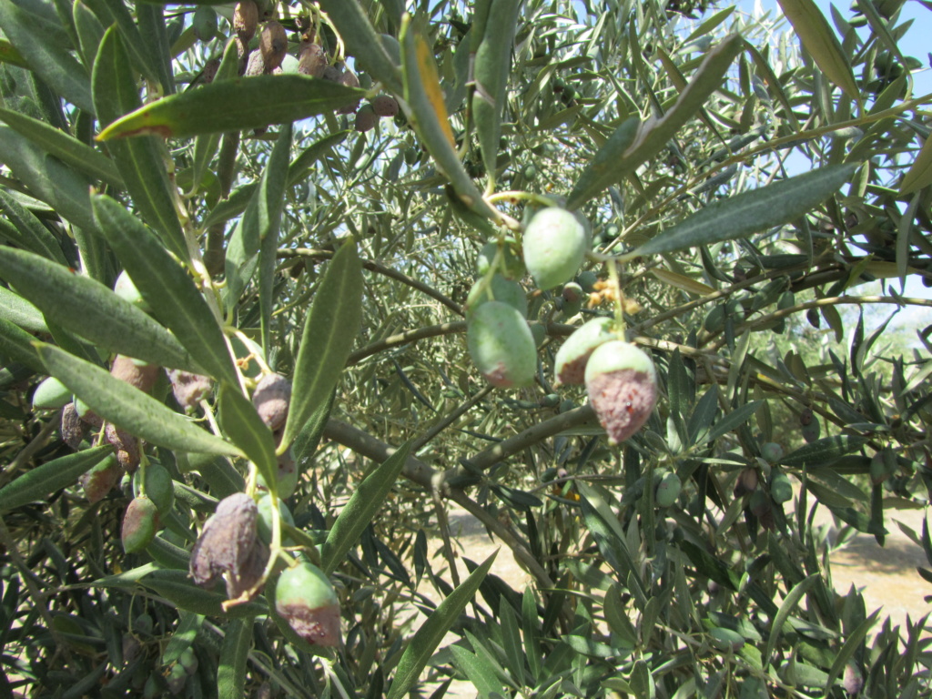 Aceitunas secándose con exudados (Jaén) Img_1717