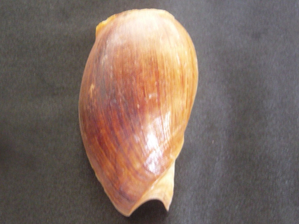 Cymbium pachyus - (Pallary 1930) P1050114