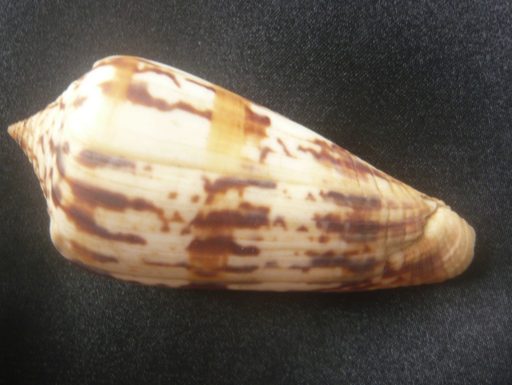 Conus janus (Hwass in Bruguière, 1792) P1060344