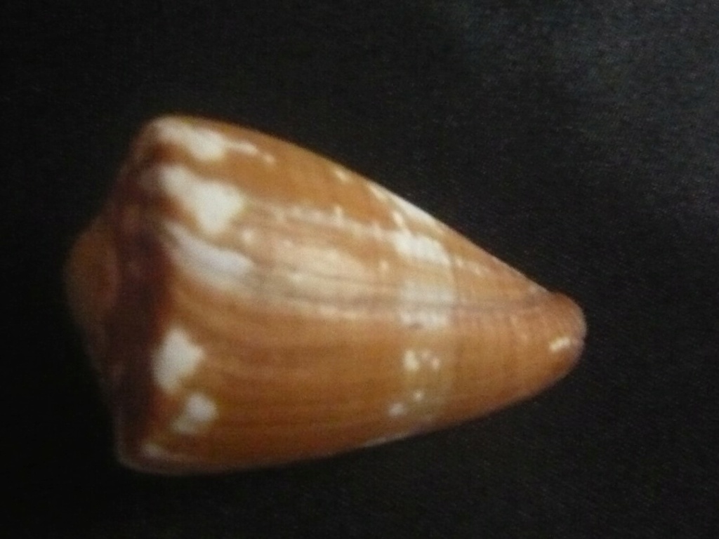 Conus (Rhizoconus) rattus Hwass in Bruguière, 1792 P1060360