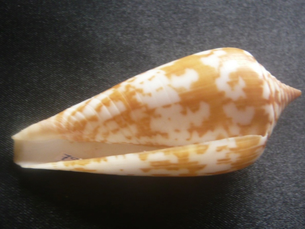 Conus janus (Hwass in Bruguière, 1792) P1060411