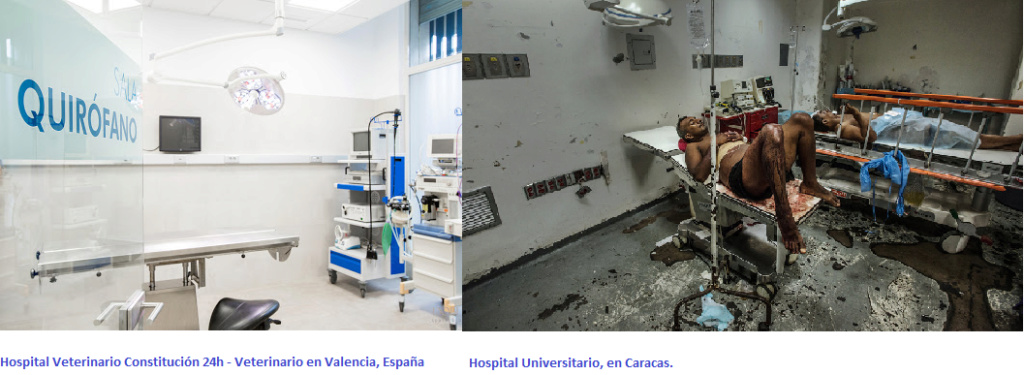Adivina qué hospital alaba Podemos. Adivina a cuál hospital lleva su perro Mónica Oltra Hospit11