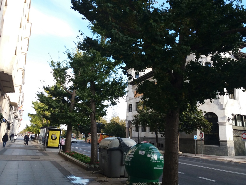 recogiendo semillas de ginkgo biloba 20201110