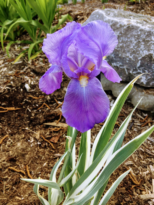 Jardins de l'ail Iris_p10