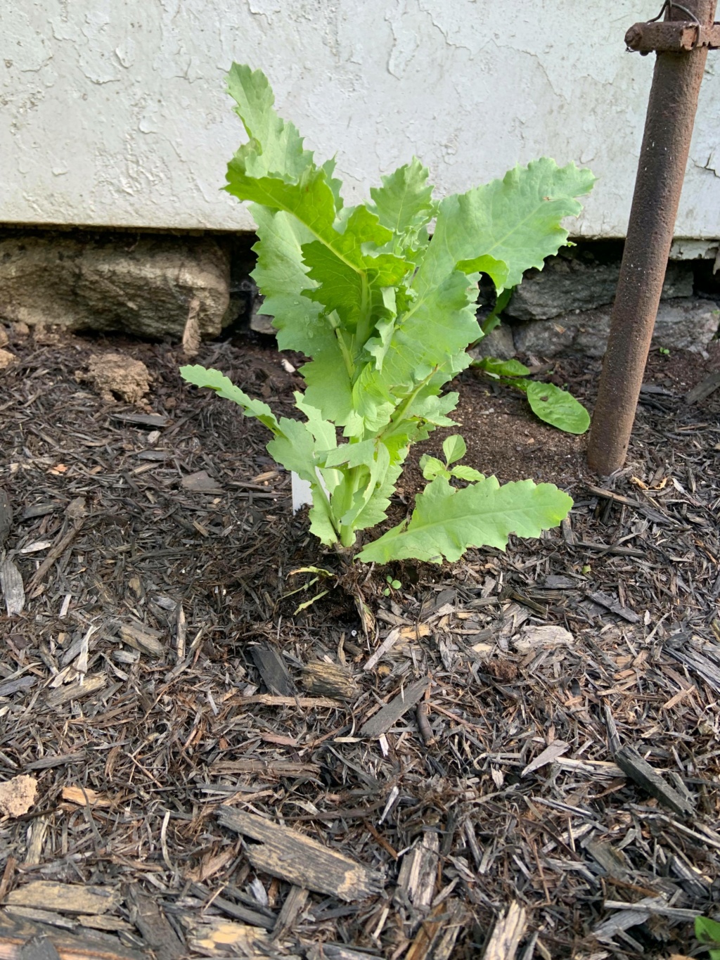 Vos dons dans les Jardins de l'ail et mes coups de cœur actuel Papave10