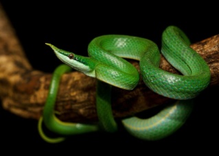 Taille de terrarium pour Gonyosoma Boulengeri 34086f10