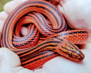Bothrophthalmus lineatus (red and black african snake)  Red_bl10