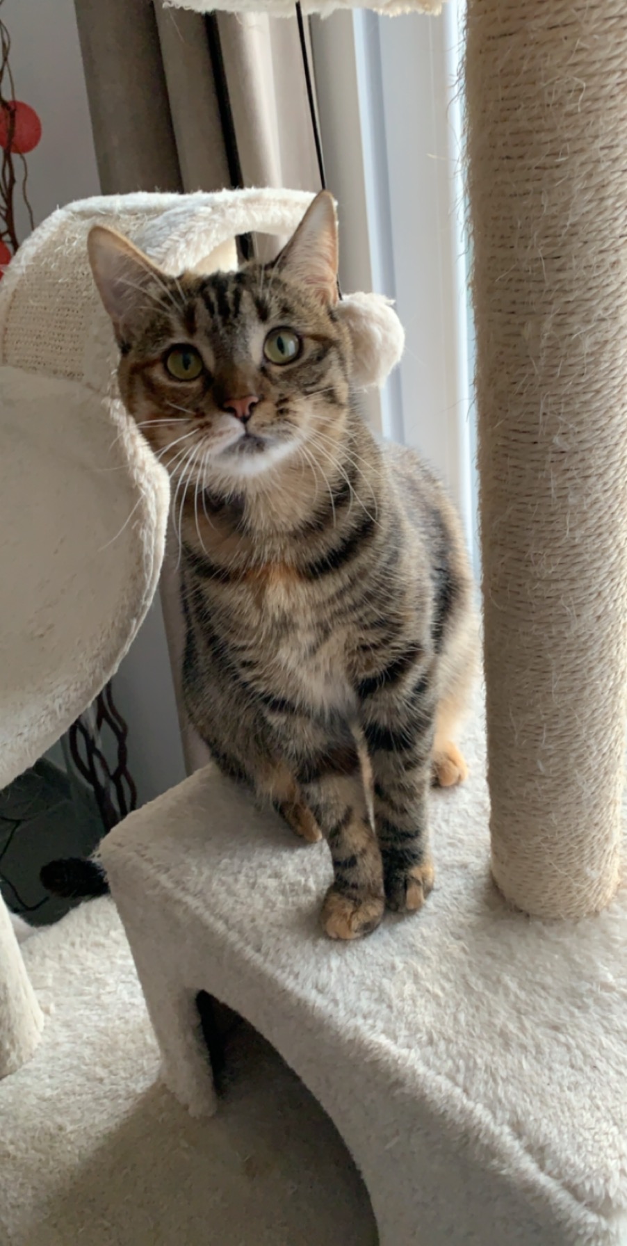 Priska, chatonne tigrée tricolore née le 15 mai 2019 est réservée par sa famille d'accueil Eda23810