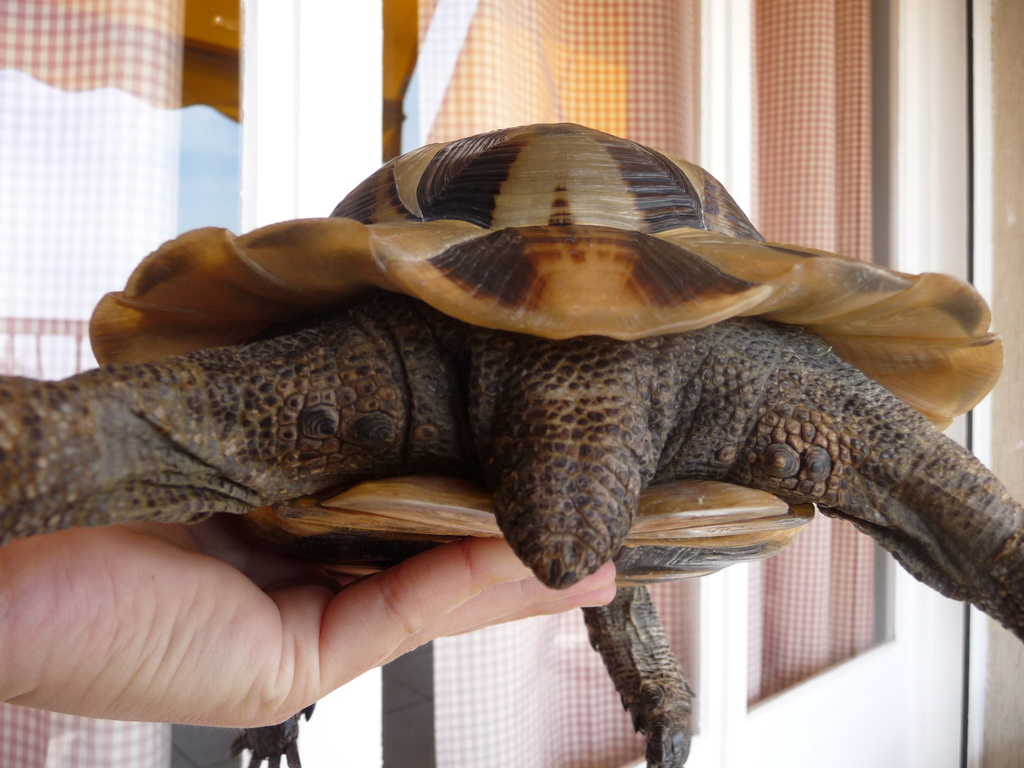 Une testudo graeca ibera femelle d'une dizaine d'années ? P1090115