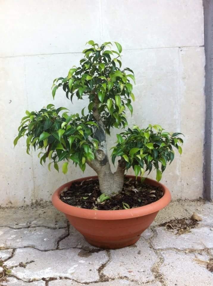Ficus Benjamin 20181120
