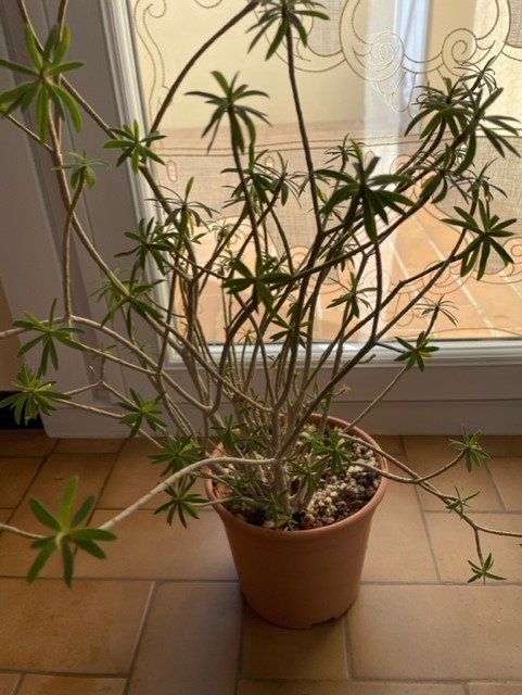 Euphorbia 416