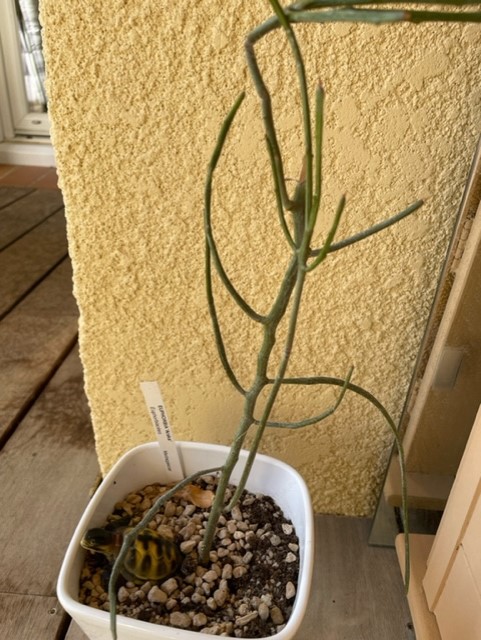 Euphorbia 516
